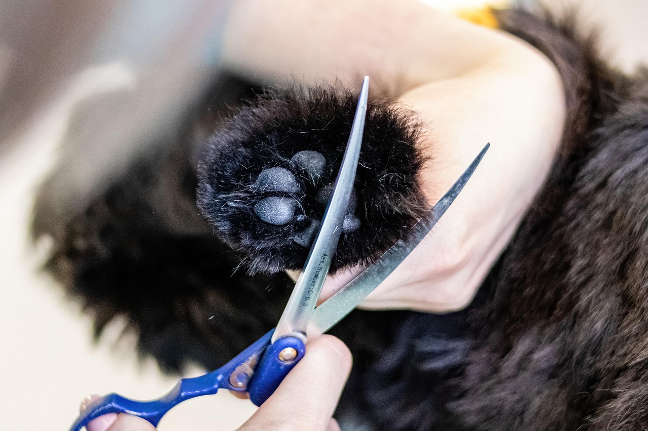 grooming, pet, dog, pet care, canine, pet salon, animal, puppy