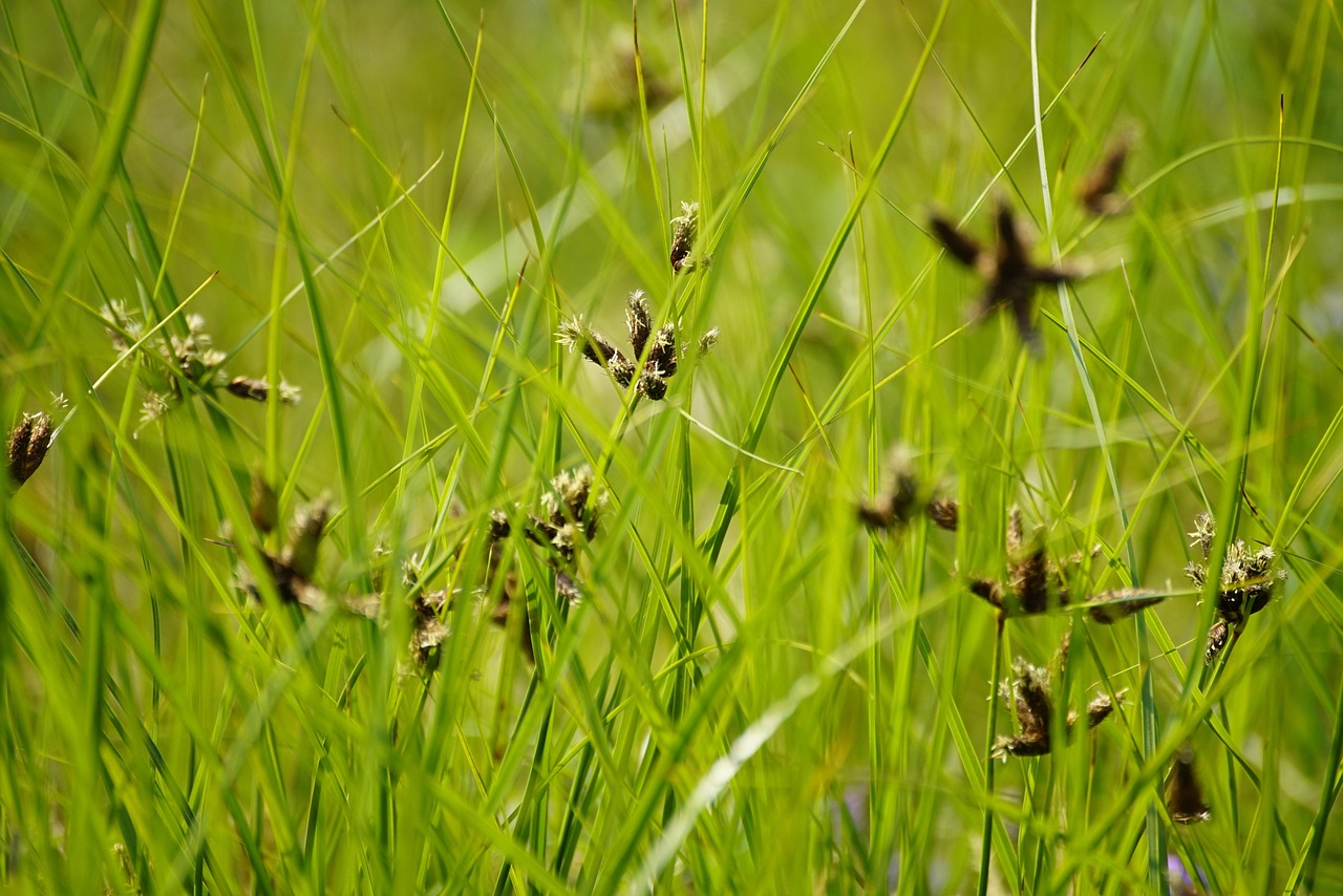 juncus, flutter-bulrush, grass, rushes, botany, swamp, nature